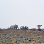 Een olifant in Etosha National Park<br/>Copyright © JTravel.nl Een olifant in Etosha National Park / Copyright © JTravel.nl