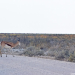 Een springbok in Etosha National Park<br/>Copyright © JTravel.nl Een springbok in Etosha National Park / Copyright © JTravel.nl