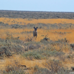 Een hyena in Etosha National Park<br/>Copyright © JTravel.nl Een hyena in Etosha National Park / Copyright © JTravel.nl