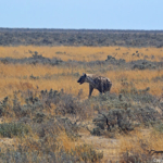 Een hyena in Etosha National Park<br/>Copyright © JTravel.nl Een hyena in Etosha National Park / Copyright © JTravel.nl