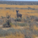Een hyena in Etosha National Park<br/>Copyright © JTravel.nl Een hyena in Etosha National Park / Copyright © JTravel.nl
