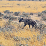 Een hyena in Etosha National Park<br/>Copyright © JTravel.nl Een hyena in Etosha National Park / Copyright © JTravel.nl