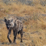 Een hyena in Etosha National Park<br/>Copyright © JTravel.nl Een hyena in Etosha National Park / Copyright © JTravel.nl