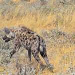 Een hyena in Etosha National Park<br/>Copyright © JTravel.nl Een hyena in Etosha National Park / Copyright © JTravel.nl