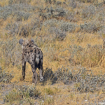 Een hyena in Etosha National Park<br/>Copyright © JTravel.nl Een hyena in Etosha National Park / Copyright © JTravel.nl