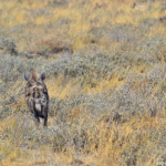 Een hyena in Etosha National Park<br/>Copyright © JTravel.nl Een hyena in Etosha National Park / Copyright © JTravel.nl