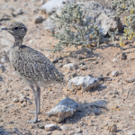 Het jong van een dubbelbandrenvogel in Etosha National Park<br/>Copyright © JTravel.nl Het jong van een dubbelbandrenvogel in Etosha National Park / Copyright © JTravel.nl