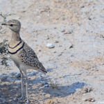 De dubbelbandrenvogel in Etosha National Park<br/>Copyright © JTravel.nl De dubbelbandrenvogel in Etosha National Park / Copyright © JTravel.nl