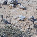Het jong en de moeder van een dubbelbandrenvogel in Etosha National Park<br/>Copyright © JTravel.nl Het jong en de moeder van een dubbelbandrenvogel in Etosha National Park / Copyright © JTravel.nl