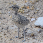 Het jong van een dubbelbandrenvogel in Etosha National Park<br/>Copyright © JTravel.nl Het jong van een dubbelbandrenvogel in Etosha National Park / Copyright © JTravel.nl
