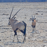Gemsbokken in Etosha National Park<br/>Copyright © JTravel.nl Gemsbokken in Etosha National Park / Copyright © JTravel.nl