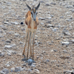 Een springbok in Etosha National Park<br/>Copyright © JTravel.nl Een springbok in Etosha National Park / Copyright © JTravel.nl