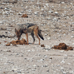 Een zadelrugjakhals in Etosha National Park<br/>Copyright © JTravel.nl Een zadelrugjakhals in Etosha National Park / Copyright © JTravel.nl