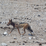 Een zadelrugjakhals in Etosha National Park<br/>Copyright © JTravel.nl Een zadelrugjakhals in Etosha National Park / Copyright © JTravel.nl