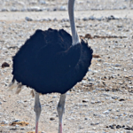 Een struisvogel in Etosha National Park<br/>Copyright © JTravel.nl Een struisvogel in Etosha National Park / Copyright © JTravel.nl