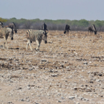 Zebra's en gnoes in Etosha National Park<br/>Copyright © JTravel.nl Zebra's en gnoes in Etosha National Park / Copyright © JTravel.nl