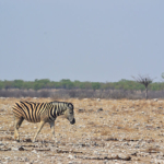 Een zebra in Etosha National Park<br/>Copyright © JTravel.nl Een zebra in Etosha National Park / Copyright © JTravel.nl