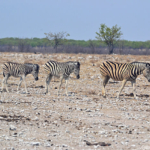 Zebra's in Etosha National Park<br/>Copyright © JTravel.nl Zebra's in Etosha National Park / Copyright © JTravel.nl