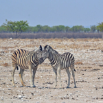 Zebra's in Etosha National Park<br/>Copyright © JTravel.nl Zebra's in Etosha National Park / Copyright © JTravel.nl