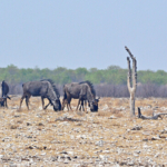 Gnoes in Etosha National Park<br/>Copyright © JTravel.nl Gnoes in Etosha National Park / Copyright © JTravel.nl