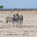 Zebra's in Etosha National Park<br/>Copyright © JTravel.nl Zebra's in Etosha National Park / Copyright © JTravel.nl