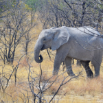 Een olifant in Etosha National Park<br/>Copyright © JTravel.nl Een olifant in Etosha National Park / Copyright © JTravel.nl