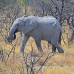 Een olifant in Etosha National Park<br/>Copyright © JTravel.nl Een olifant in Etosha National Park / Copyright © JTravel.nl