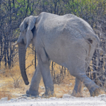 Een olifant in Etosha National Park<br/>Copyright © JTravel.nl Een olifant in Etosha National Park / Copyright © JTravel.nl