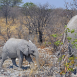 Een olifant in Etosha National Park<br/>Copyright © JTravel.nl Een olifant in Etosha National Park / Copyright © JTravel.nl