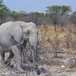 Een olifant in Etosha National Park<br/>Copyright © JTravel.nl Een olifant in Etosha National Park / Copyright © JTravel.nl