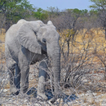Een olifant in Etosha National Park<br/>Copyright © JTravel.nl Een olifant in Etosha National Park / Copyright © JTravel.nl