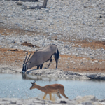 Een gemsbok en een impala in Etosha National Park<br/>Copyright © JTravel.nl Een gemsbok en een impala in Etosha National Park / Copyright © JTravel.nl