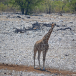 Een giraffe in Etosha National Park<br/>Copyright © JTravel.nl Een giraffe in Etosha National Park / Copyright © JTravel.nl