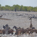Een giraffe, impala's, een gemsbok, zebra's en kudu's in Etosha National Park<br/>Copyright © JTravel.nl Een giraffe, impala's, een gemsbok, zebra's en kudu's in Etosha National Park / Copyright © JTravel.nl