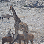Een giraffe, een gemsbok en kudu's in Etosha National Park<br/>Copyright © JTravel.nl Een giraffe, een gemsbok en kudu's in Etosha National Park / Copyright © JTravel.nl