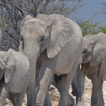 Olifanten in Etosha National Park<br/>Copyright © JTravel.nl Olifanten in Etosha National Park / Copyright © JTravel.nl