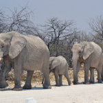 Olifanten in Etosha National Park<br/>Copyright © JTravel.nl Olifanten in Etosha National Park / Copyright © JTravel.nl