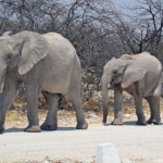 Olifanten in Etosha National Park<br/>Copyright © JTravel.nl Olifanten in Etosha National Park / Copyright © JTravel.nl