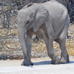 Een olifant in Etosha National Park<br/>Copyright © JTravel.nl Een olifant in Etosha National Park / Copyright © JTravel.nl