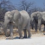 Olifanten in Etosha National Park<br/>Copyright © JTravel.nl Olifanten in Etosha National Park / Copyright © JTravel.nl