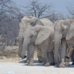 Olifanten in Etosha National Park<br/>Copyright © JTravel.nl Olifanten in Etosha National Park / Copyright © JTravel.nl