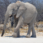 Een olifant in Etosha National Park<br/>Copyright © JTravel.nl Een olifant in Etosha National Park / Copyright © JTravel.nl
