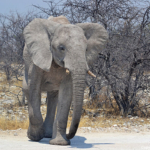 Een olifant in Etosha National Park<br/>Copyright © JTravel.nl Een olifant in Etosha National Park / Copyright © JTravel.nl
