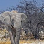 Een olifant in Etosha National Park<br/>Copyright © JTravel.nl Een olifant in Etosha National Park / Copyright © JTravel.nl