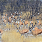Springbokken in Etosha National Park<br/>Copyright © JTravel.nl Springbokken in Etosha National Park / Copyright © JTravel.nl
