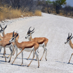 Springbokken in Etosha National Park<br/>Copyright © JTravel.nl Springbokken in Etosha National Park / Copyright © JTravel.nl