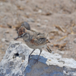 Een kaapse griel in Etosha National Park<br/>Copyright © JTravel.nl Een kaapse griel in Etosha National Park / Copyright © JTravel.nl