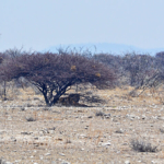 Een leeuw in Etosha National Park<br/>Copyright © JTravel.nl Een leeuw in Etosha National Park / Copyright © JTravel.nl