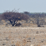 Een leeuw in Etosha National Park<br/>Copyright © JTravel.nl Een leeuw in Etosha National Park / Copyright © JTravel.nl