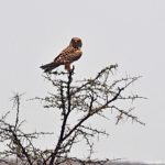Een torenvalk in Etosha National Park<br/>Copyright © JTravel.nl Een torenvalk in Etosha National Park / Copyright © JTravel.nl